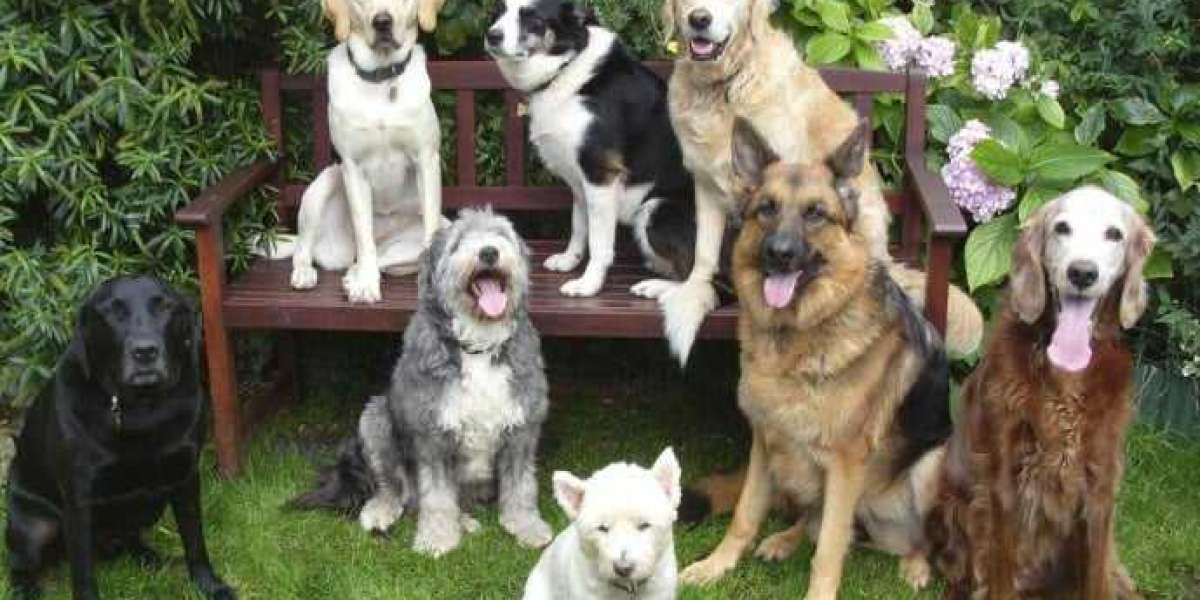 Europe Dog Dewormers Market Assessment &amp;amp; Opportunity Forecast till 2033