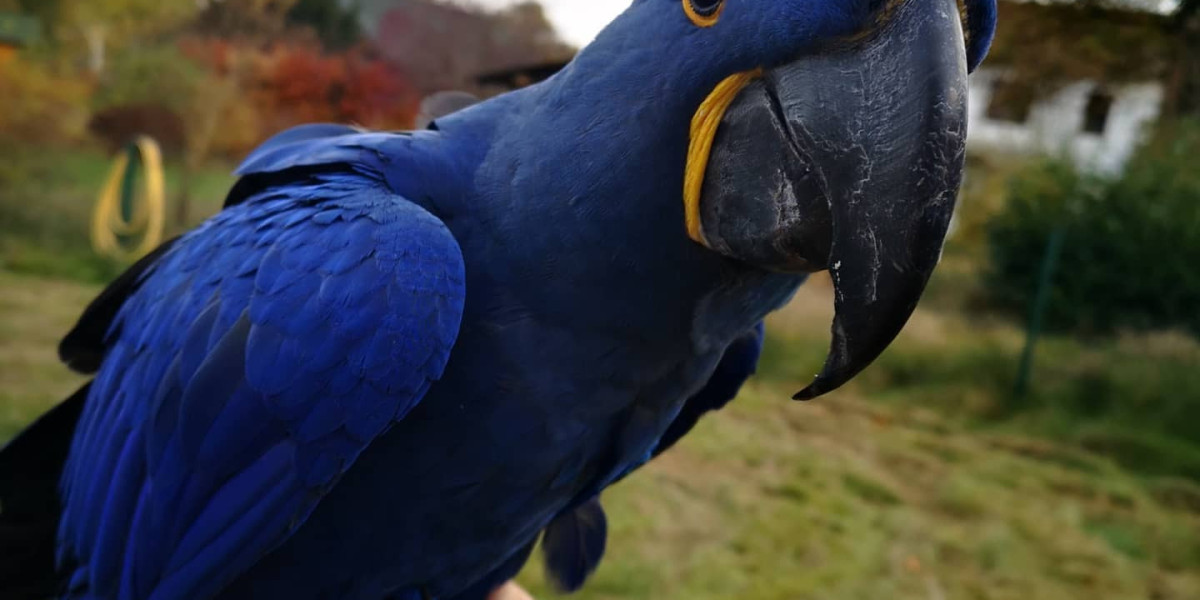 20 Great Green Macaw Websites That Are Taking The Internet By Storm